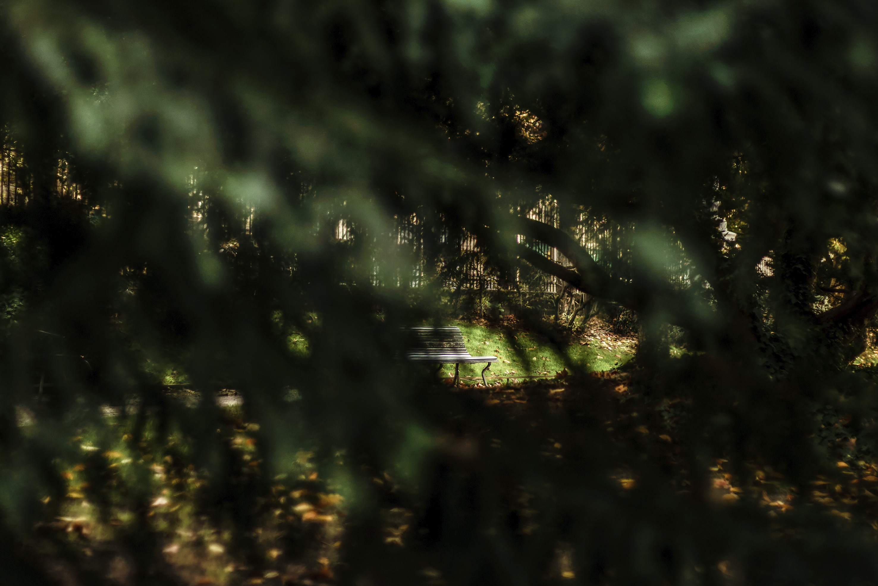 Paranoidiaries — Daniela Bojórquez Vértiz